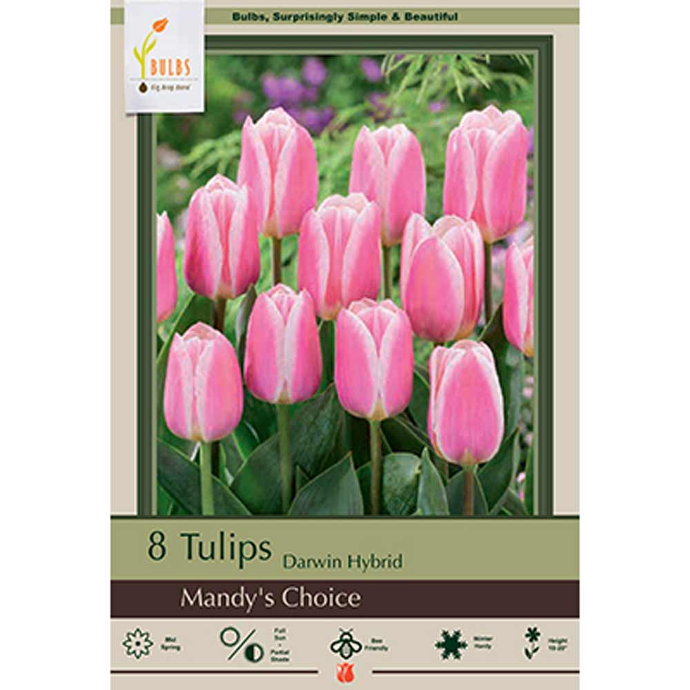 Netherland Bulb, Tulip, Mandy's Choice