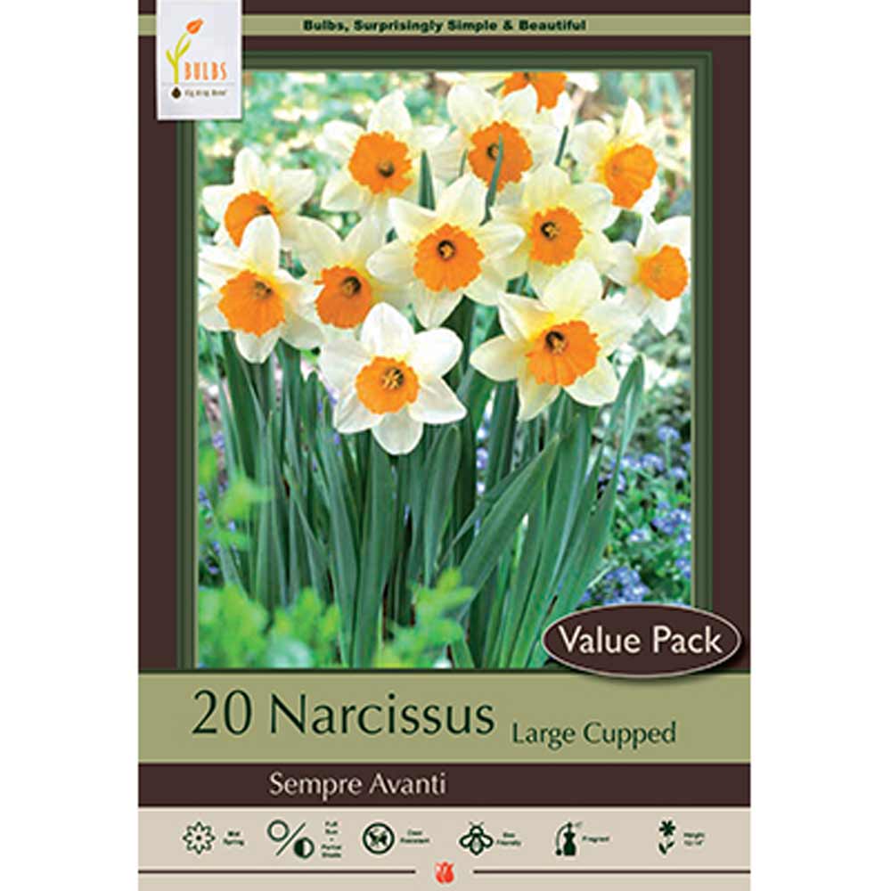 Netherland Bulb, Narcissus, Sempre Avanti