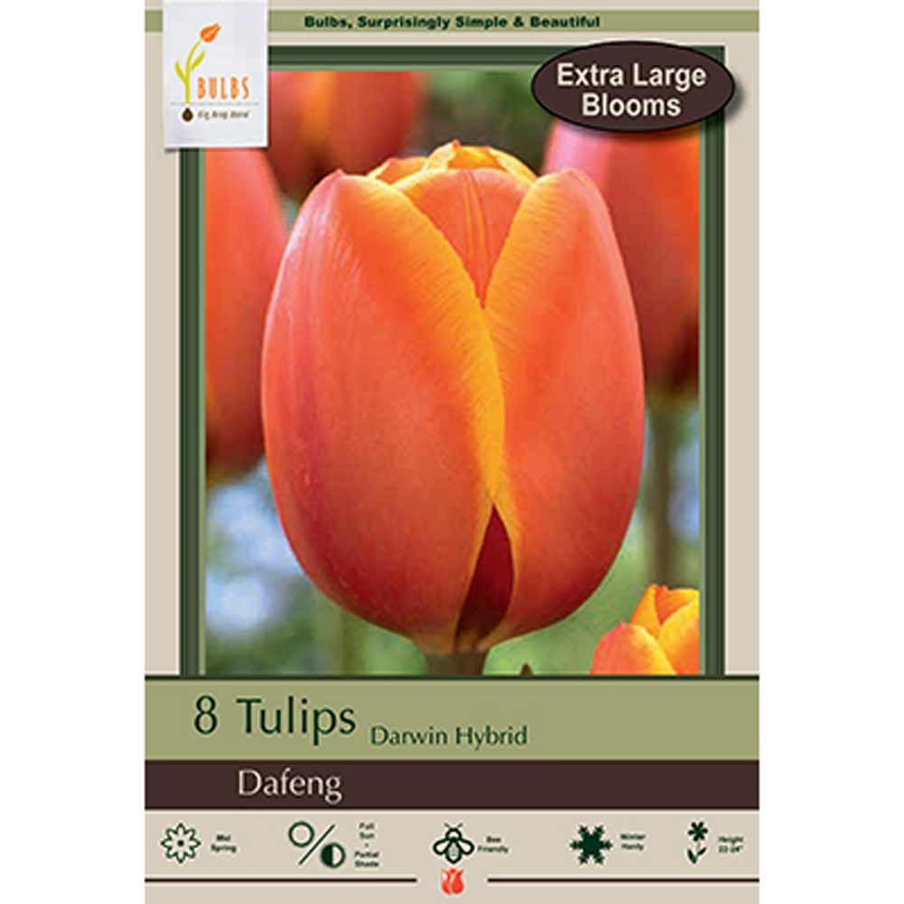 Netherland Bulb, Tulip, Dafeng