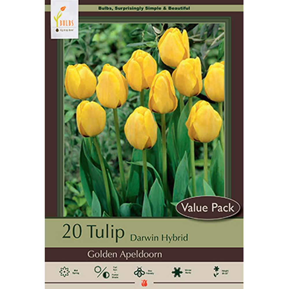 Netherland Bulb, Tulip, Golden Apeldoorn