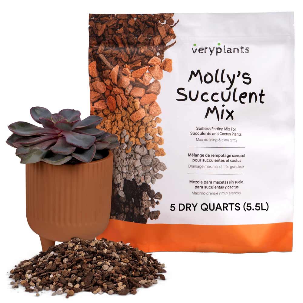 Very Plants, Molly's Succulent Mix, 5 Dry Quarts