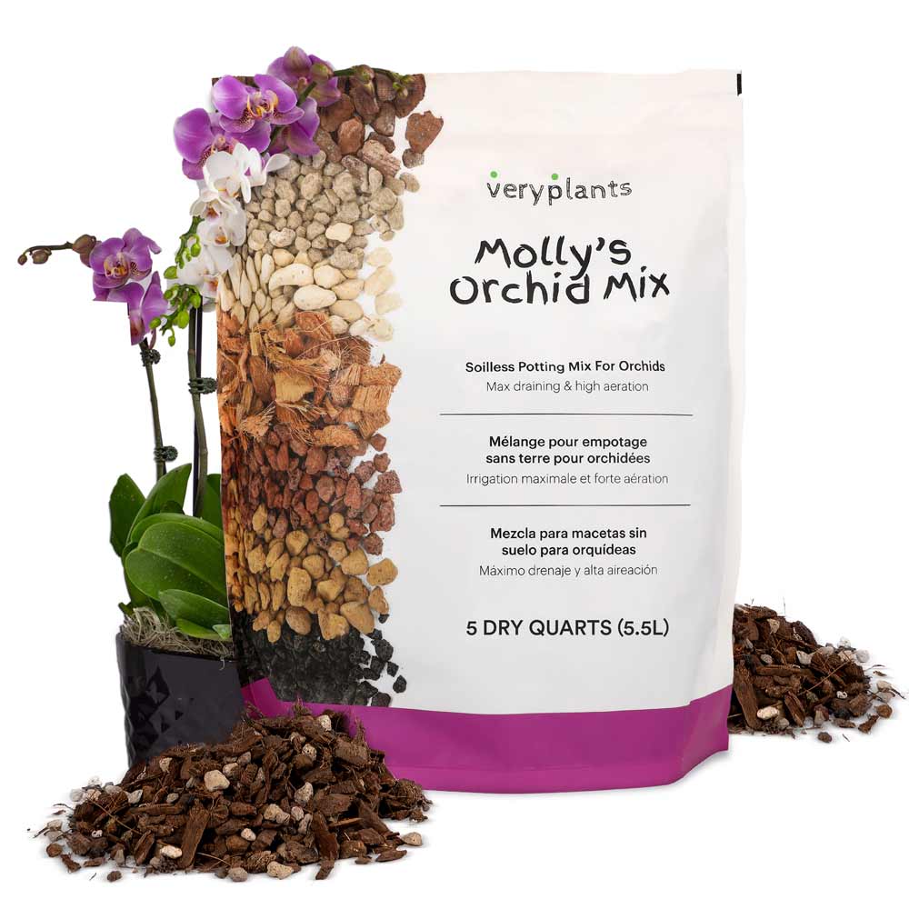 Very Plants, Molly's Orchid Mix