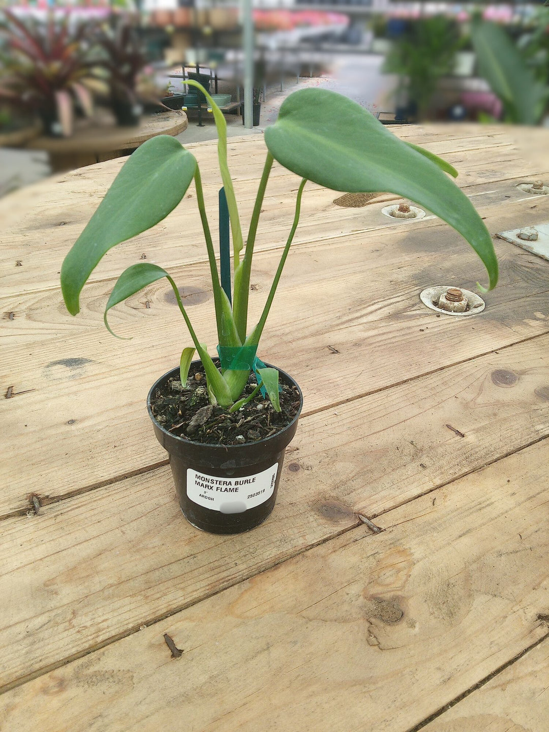 Monstera 'Burle Marx Flame' 3"