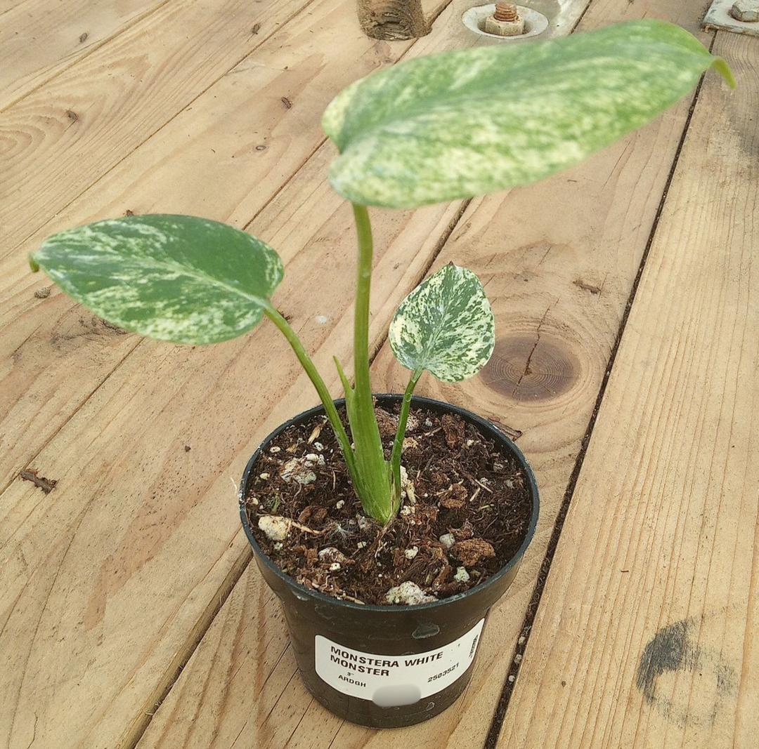 Monstera 'White Monster' 3"