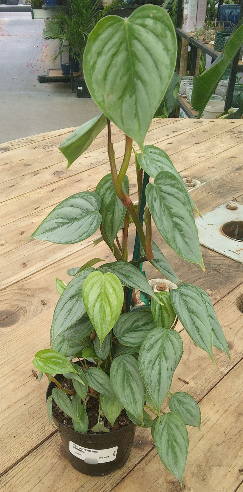 Philodendron Sodiroi 4"