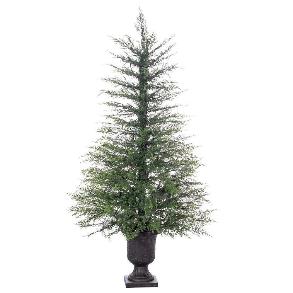 Atalas Cedar Tree Clear, 4ft