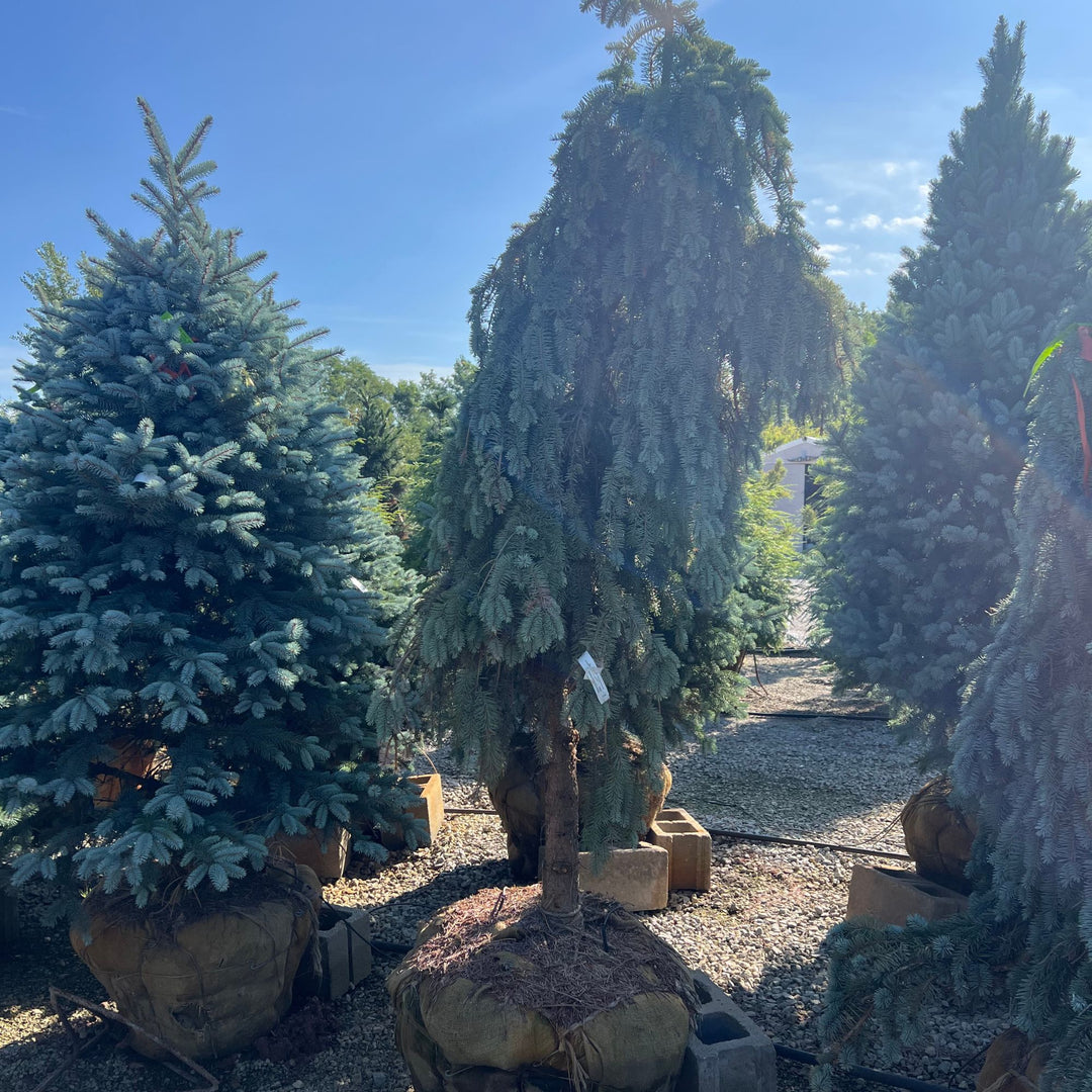 Weeping Blue Spruce Tree, B&B 72"