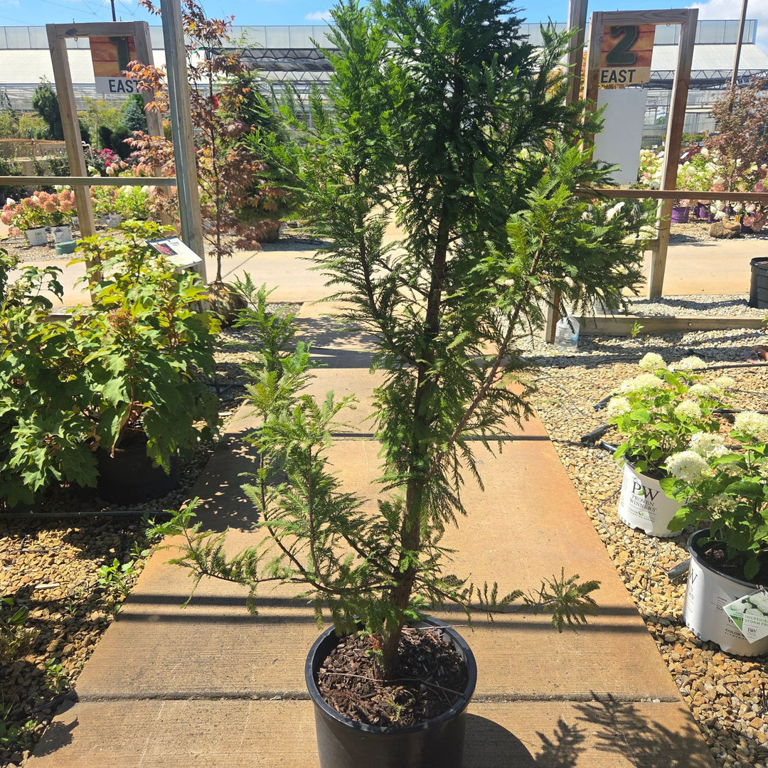 Peve Minaret Bald Cypress Tree, 6 Gal.