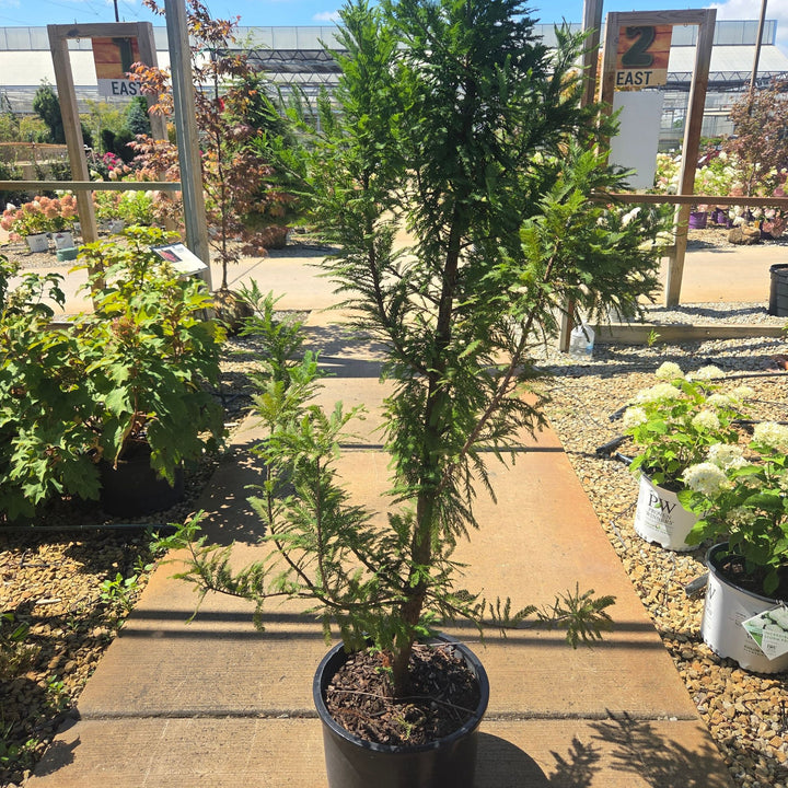 Peve Minaret Bald Cypress Tree, 6 Gal.