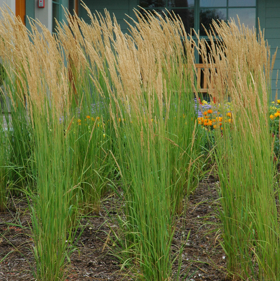 Calamagrostis Acutiflora, Karl Foerster Feather Reed Grass, Creamy White, 1 Gallon Pot