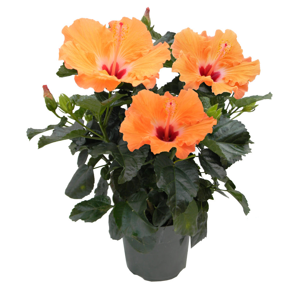 Hibiscus, Live Plant 6 in. Pot