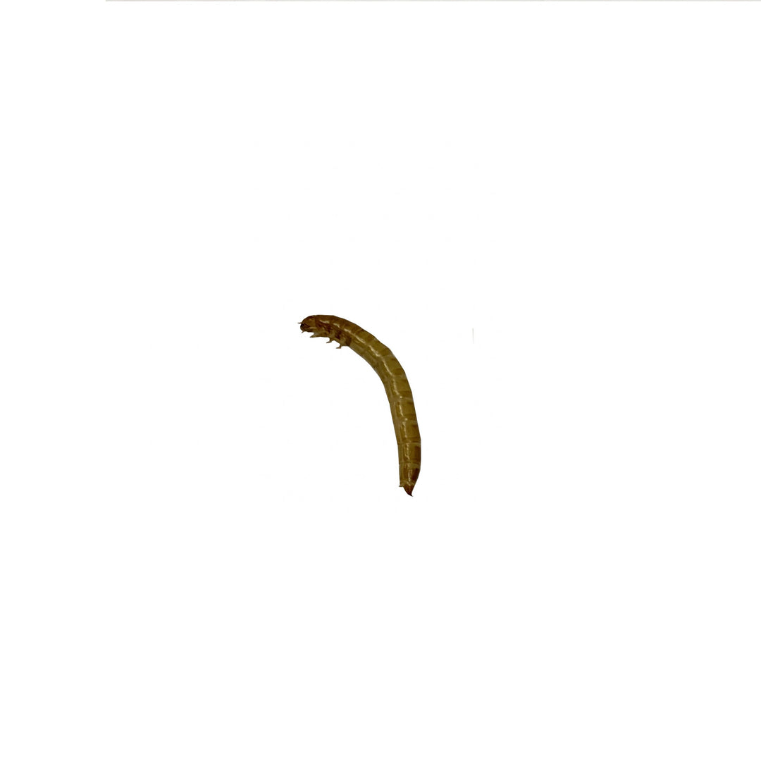 Meal Worm Feeder Worms, 100 Ct.