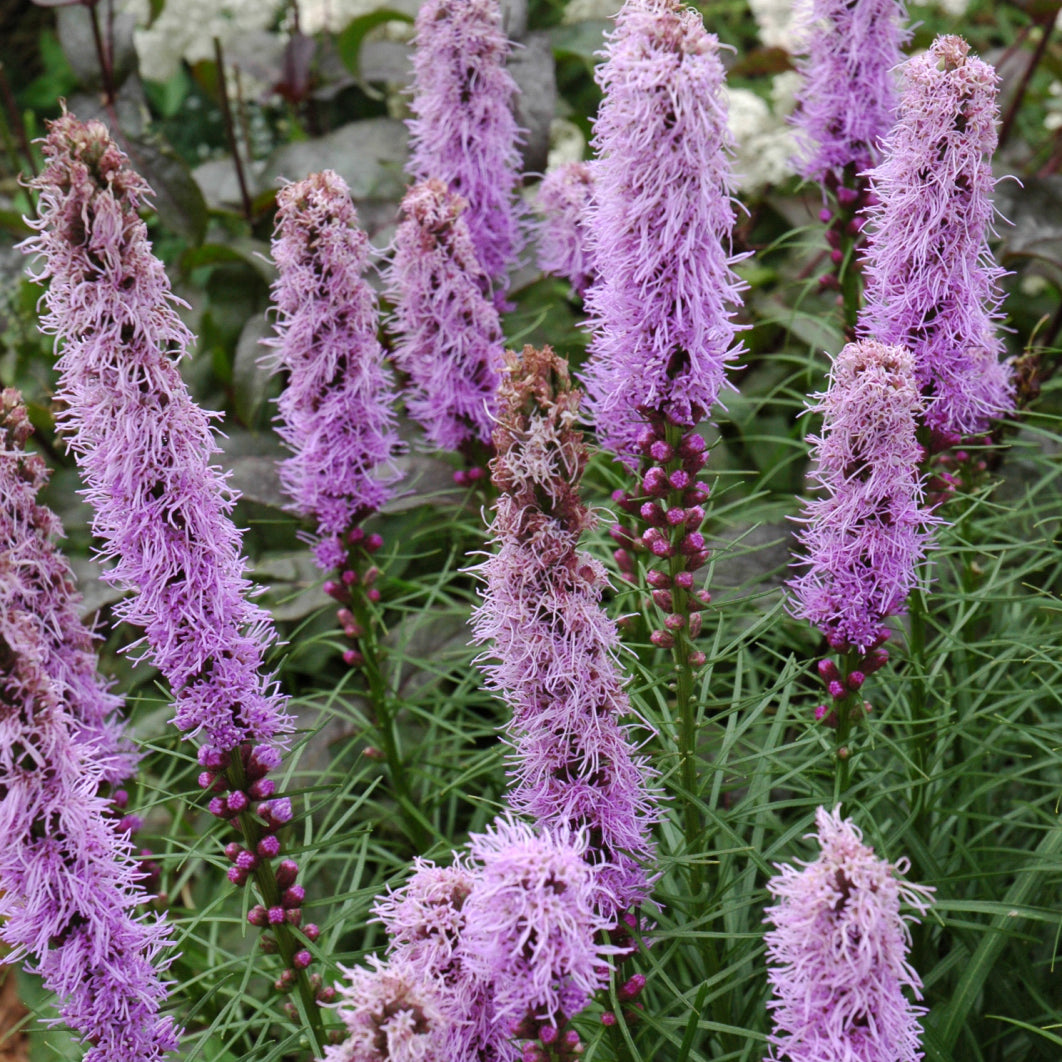 Liatris, Kobold Spiked Gayfeather, Lavender. 1 Gallon Pot