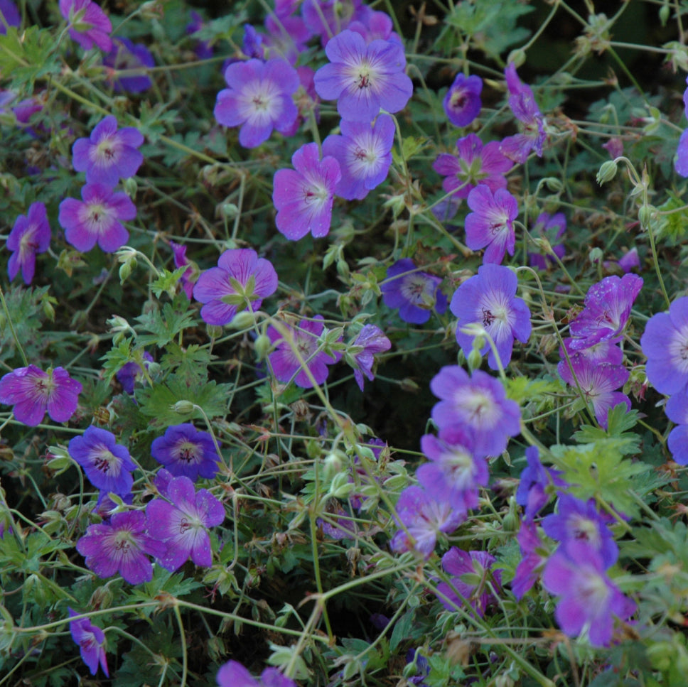 Geranium, Rozanne, Violet-Blue, 1 Gallon Pot