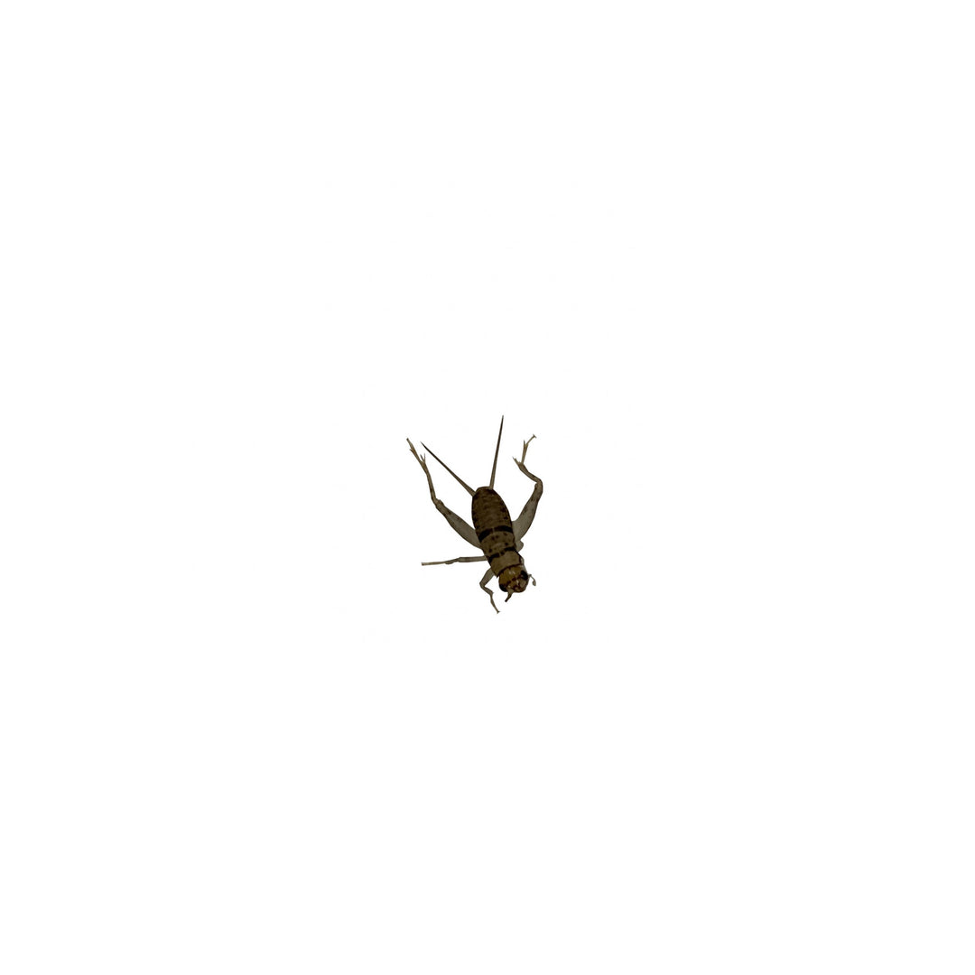 Live Crickets, Small