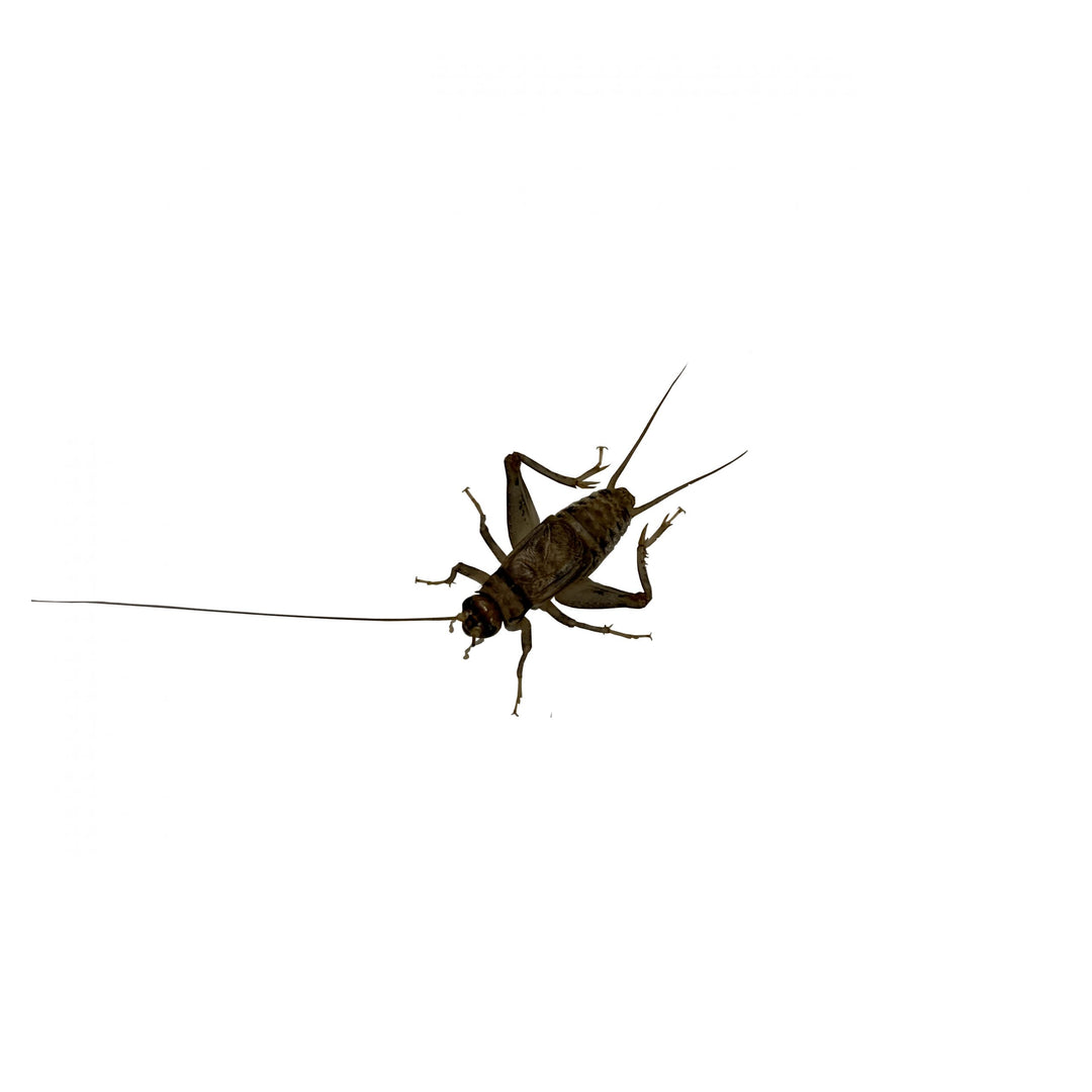 Live Crickets, Medium