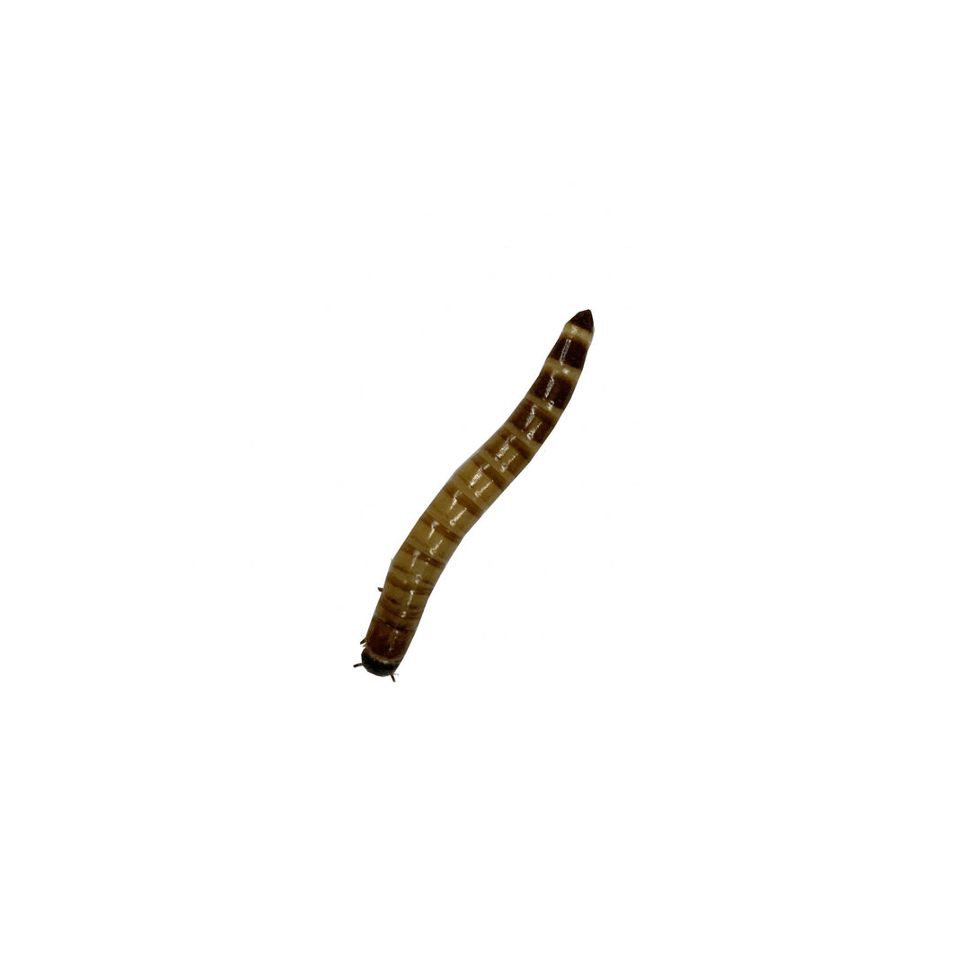 Super Worm Feeder Worms, 50 Ct.