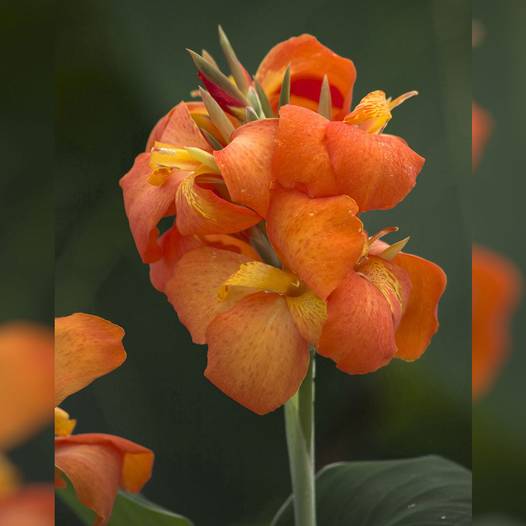 Canna, Cannova Orange Shades, Live Specialty Annual Plant, 5 in. Pot