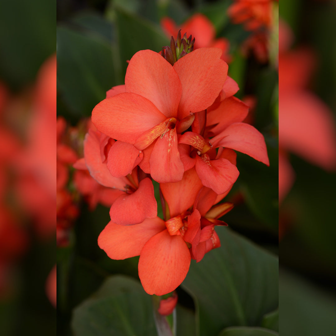Canna, Cannova Red Shades, Live Specialty Annual Plant, 5" Pot