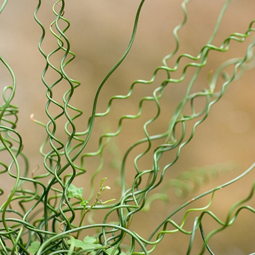 Juncus Spiralis, 5" Live Plant