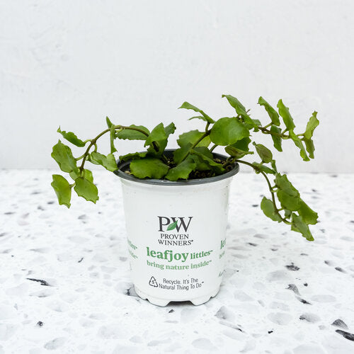 Proven Winners® Leafjoy Littles™ Hoya Emerald Surf, 3.5"