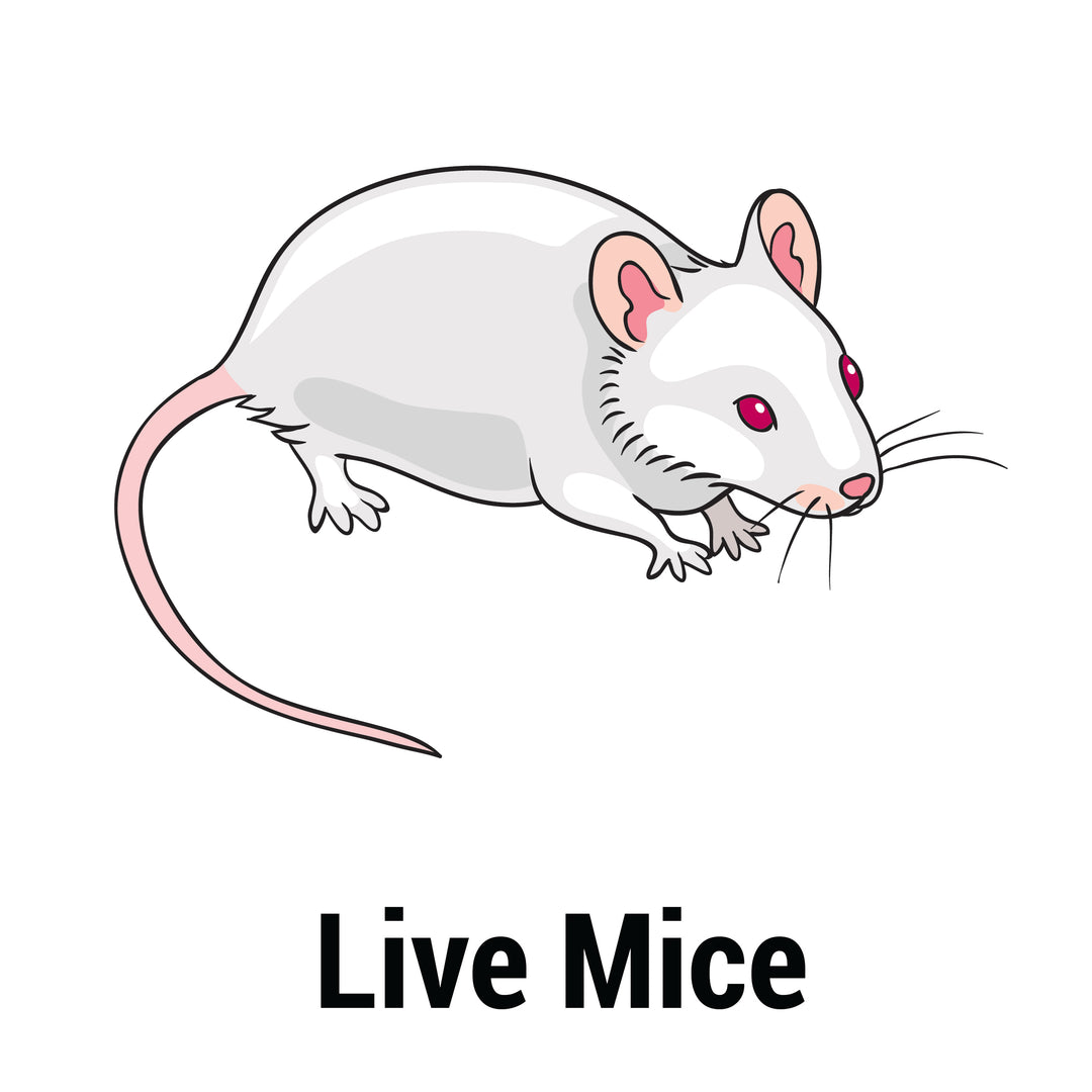 Small Feeder Mouse, Live