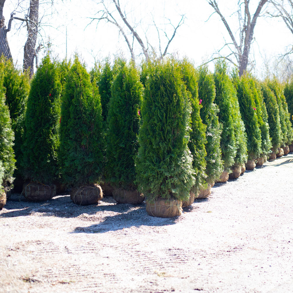 Plant Install: 5-6' Emerald Green Arborvitae