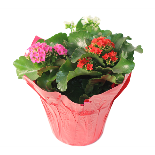 Kalanchoe Tricolor, Live Plant, 6 in. Pot (Colors Vary)