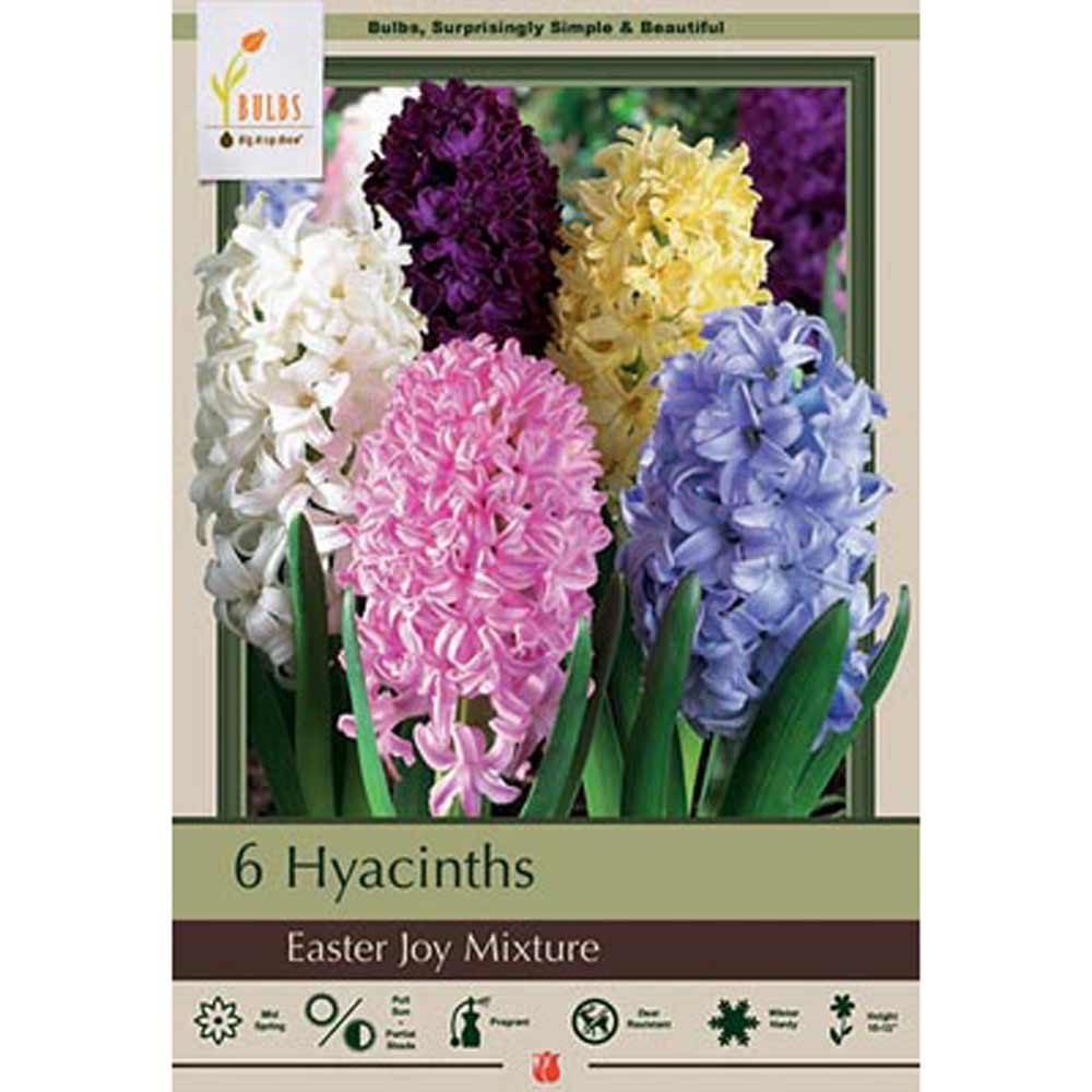 Netherland Bulb, Hyacinth, Easter Egg Mix