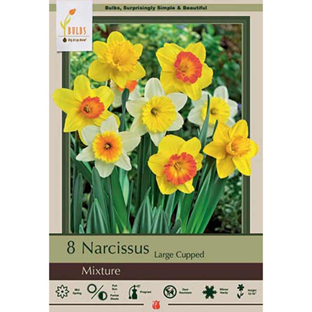 Netherland Bulb, Narcissus Mix