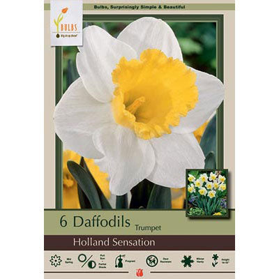 Netherland Bulb Co. Narcissus, Holland Sensation Bulbs, 4 ct