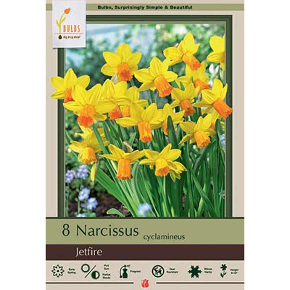 Netherland Bulb, Narcissus, Cyclamineus Jetfire