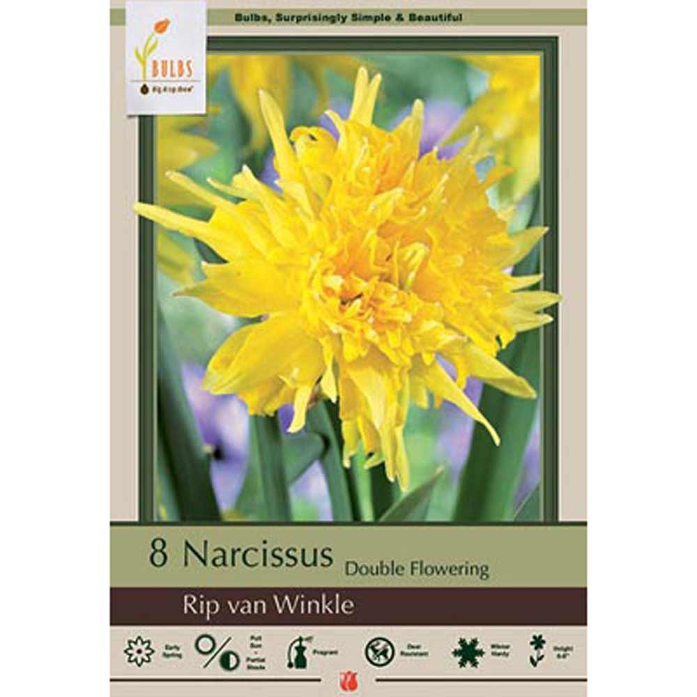 Netherland Bulb, Narcissus, Double Rip Van Winkle