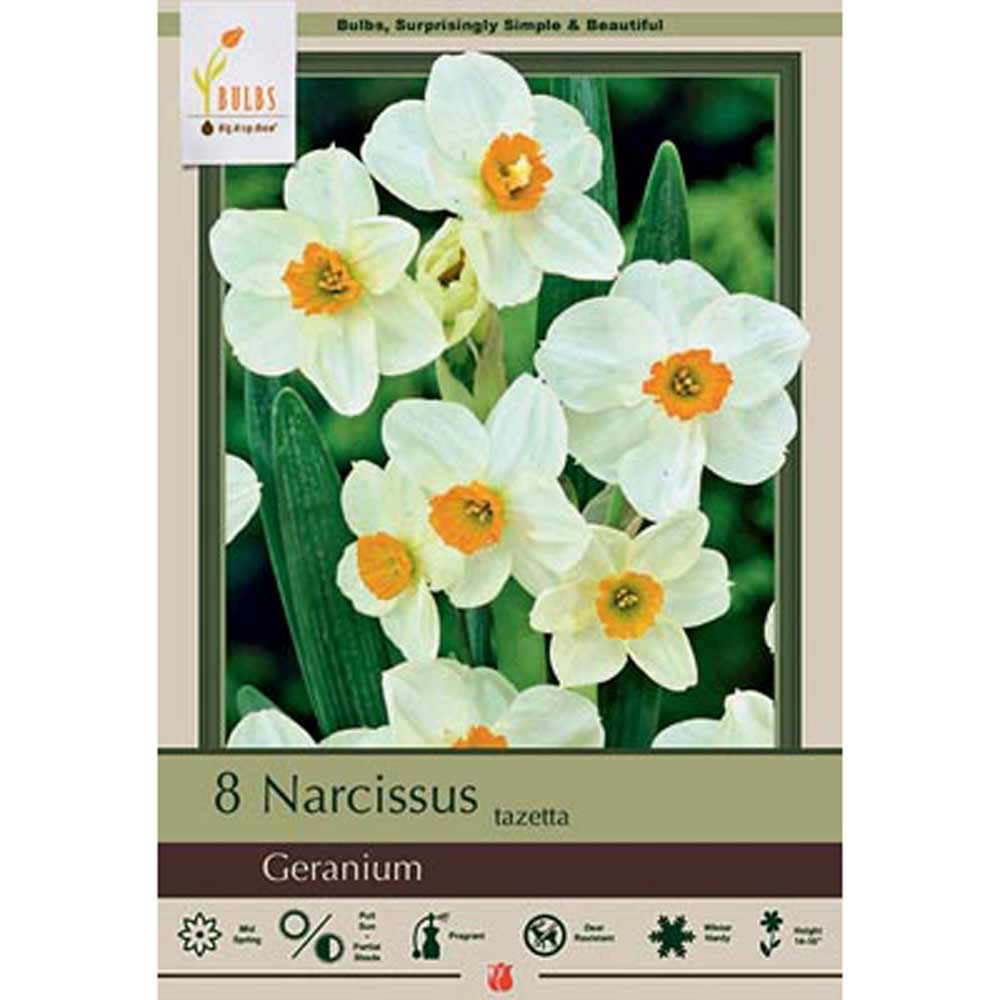 Netherland Bulb, Narcissus, Tazetta Gernium