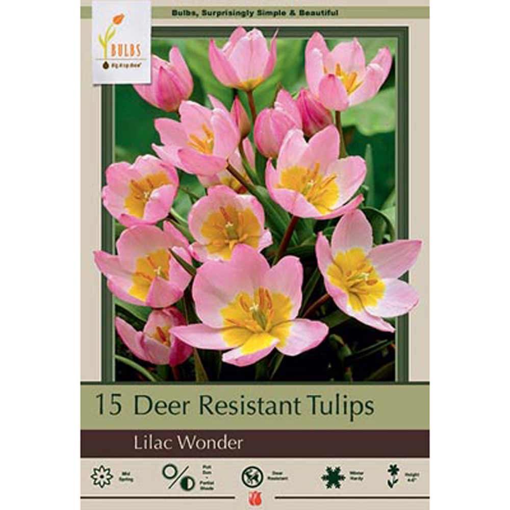 Netherland Bulb, Tulip, RockGarden Lilac Wonder