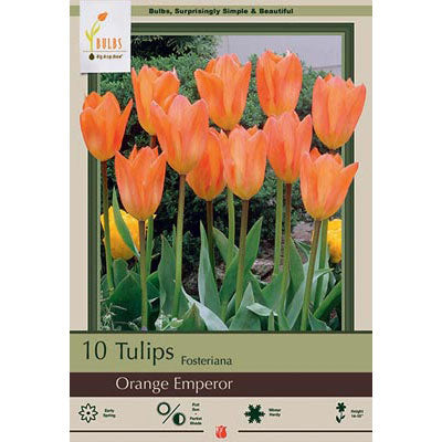 Netherland Bulb Co. Tulip, Orange Emperor Bulbs