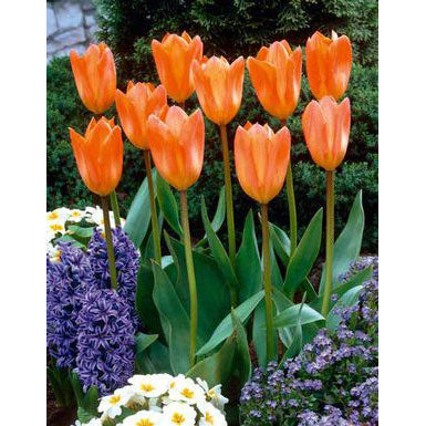 Netherland Bulb Co. Tulip, Orange Emperor Bulbs
