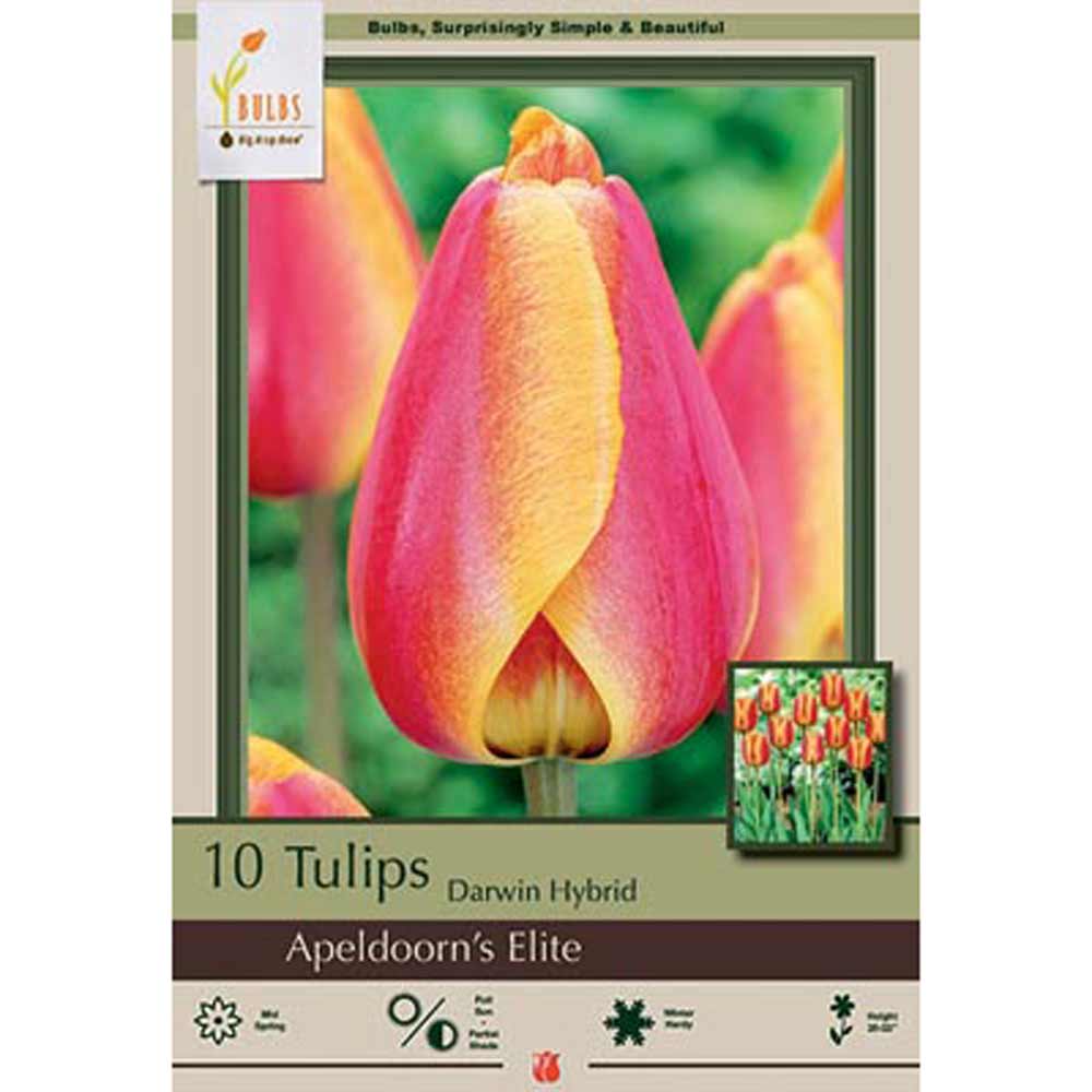 Netherland Bulb, Tulip, RockGarden Apeldooms Elite