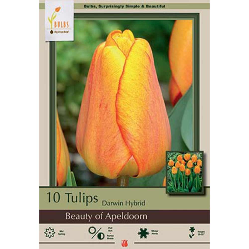 Netherland Bulb, Tulip, RockGarden Beauty of Apeldoom