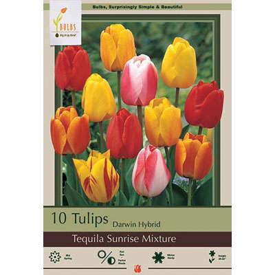 Netherland Bulb Co. Tulip, Tequilla Sunrise Mixture Bulbs