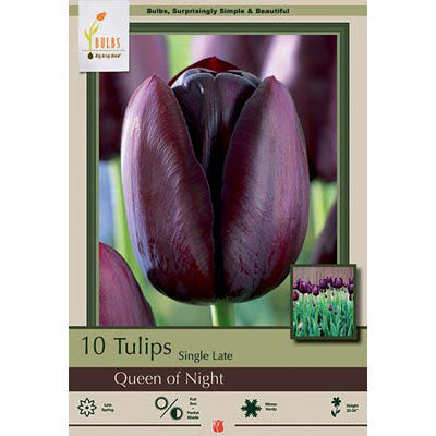 Netherland Bulb Co. Tulip, Queen of Night Bulbs