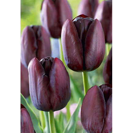 Netherland Bulb Co. Tulip, Queen of Night Bulbs