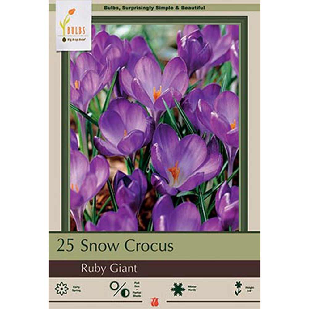 Netherland Bulb, Crocus, Ruby Giant