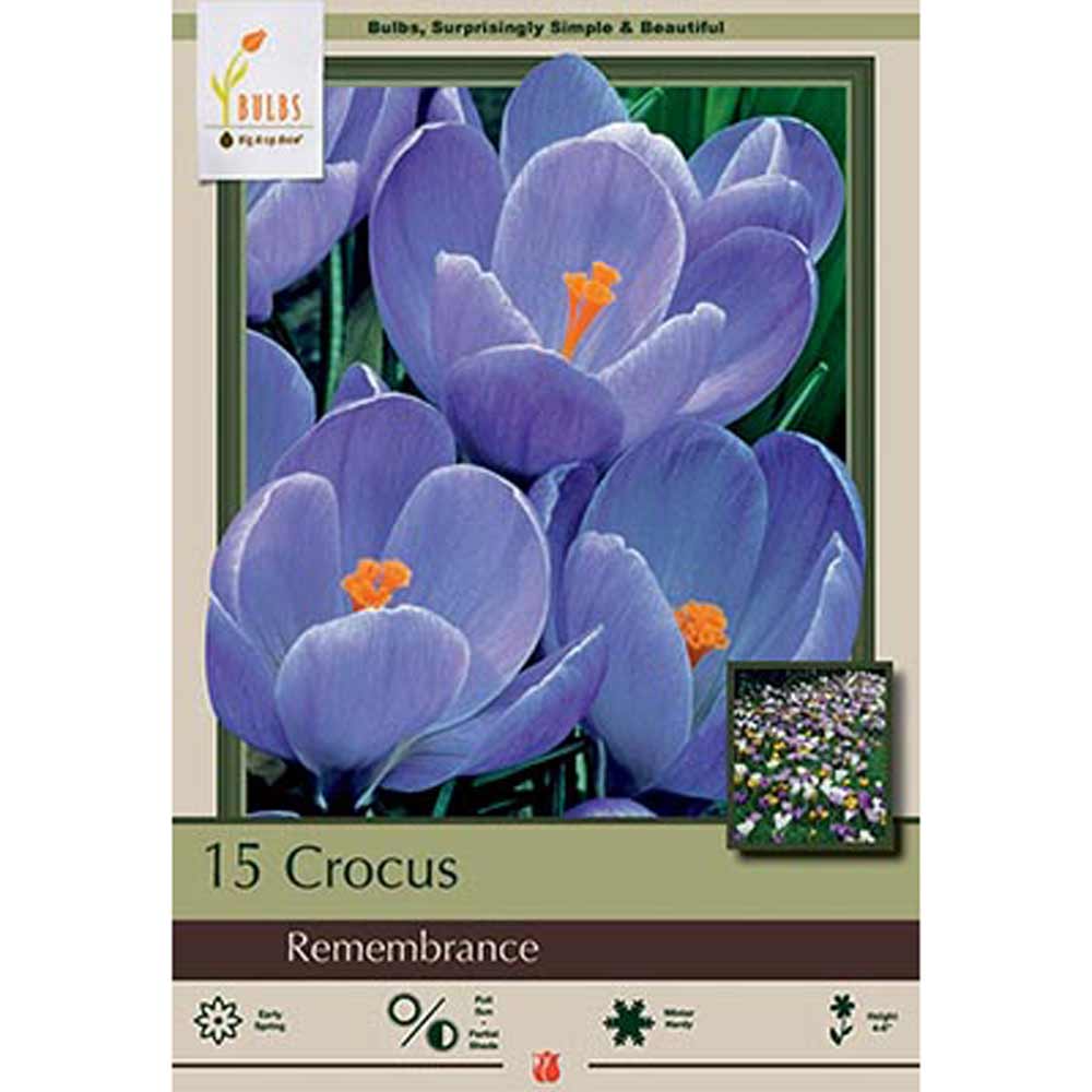 Netherland Bulb, Crocus, Remembrance