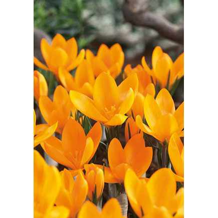 Netherland Bulb Co. Crocus, Yellow Mammoth Bulbs