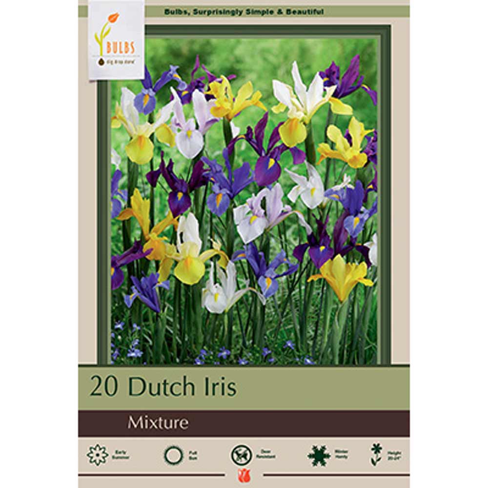 Netherland Bulb, Specie Iris Mix