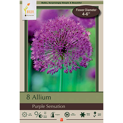 Netherland Bulb Co. Allium, Purple Sensation Bulbs