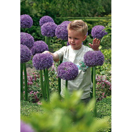 Netherland Bulb Co. Allium, Giant Allium Gladiator Bulbs