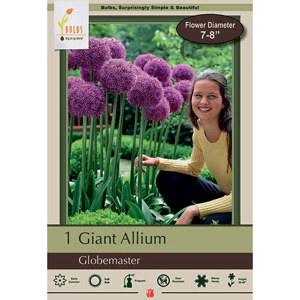 Netherland Bulb Co. Allium, Giant Globemaster Bulb, 1 ct