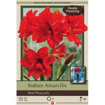 Netherland Bulb Co. Indoor Amaryllis, Red Peacock Bulb
